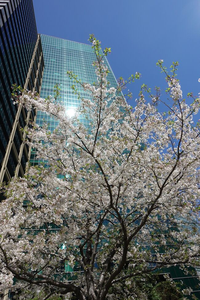 今日は朝からとても良い天気。<br /><br />昨日は大荒れの天気。<br />明日から天気は下り坂。<br /><br />ちょうど冷蔵庫の中もそろそろ空っぽになります。<br />近所のまいばすけっとに行くついでにお花見をしようという気持ちになりました。<br />こんな朝からお散歩なんて久し振りです。<br /><br />お手軽な近場だって良い所あるんだよ～の<br />泉ガーデン＆アークヒルズのお花見お散歩の始まり始まり～<br />