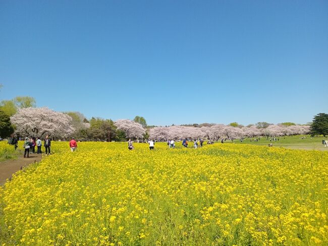 今年は3月になって寒い日が続いたため、東京でもソメイヨシノが開花したのが何と３月末日になってからです。ここ10年で最も開花、満開日が遅い状況です。今年の東京23区内の桜巡りは2年ぶりになります。最初は3月末日にソメイヨシノよりも満開が早い六義園、4月4日に特に人気がある目黒川、千鳥ヶ淵、4月10日に多摩エリアの昭和記念公園に足を運びました。<br />23区内で訪れた人気スポットはまだ5分、7分咲きの状態で花びらの密集度が低めですが、美しい景観でした。昭和記念公園を訪れたときは満開、さらに大量の満開の菜の花とチューリップも見られて、まさに信じられない別世界の美し過ぎる光景が見られました。<br /><br />--------------------------------------------------------------------------------<br />スケジュール<br /><br />　3月31日　自宅－JR駒込駅　六義園－JR上野駅　国立博物館－自宅　　　　　　　　<br />  4月4日　自宅－東急東横線中目黒駅　目黒川－東急・東京メトロ渋谷駅　　　　　　　<br />　　　　　　－東京メトロ九段下駅　千鳥ヶ淵－自宅　<br />★4月10日　自宅－（自家用車）昭和記念公園－自宅