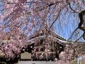 5年ぶりひとりお花見部in京都③　3日めはハピバイブ 花まつりの毘沙門堂と東山区の花御堂探し
