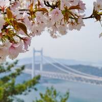岡山晴れ旅　　後楽園～岡山城　と　桜咲く鷲羽山