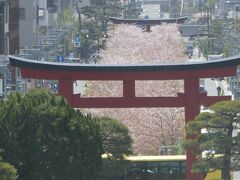 鎌倉祭りと桜