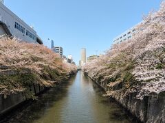 目黒川桜並木