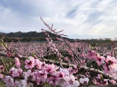 桃の花