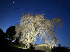 《2024.April》あみんちゅなにげに関西街歩きの旅京都そのⅠ～京北の桜2024編～