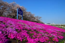 2024 2年振り3回目・都内最大規模の赤羽岩淵『新荒川大橋緑地』芝桜を見に行ってみた