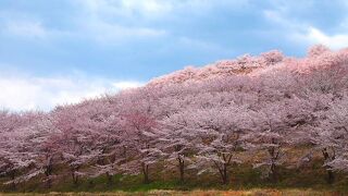 虎山の千本桜(現状2000本)