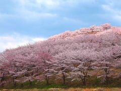 虎山の千本桜(現状2000本)