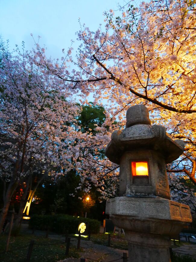 ソメイヨシノの開花が遅かった今年の仕事帰りの夜桜散歩。<br />4月2日に浅草浅草寺と隅田川、<br />4月8日に靖国神社と千鳥ヶ淵に寄ってみました。<br /><br />が、正直、消化不良。<br />隅田川沿いは咲き始めだったし、枝が思いっきり剪定されていて蕾がついていなかったり。<br />千鳥ヶ淵はライトアップ期間終了後で、花は散り始めできれいだったけど写真映えはせずでした。<br />お花見はまた来年の楽しみにしようかな。