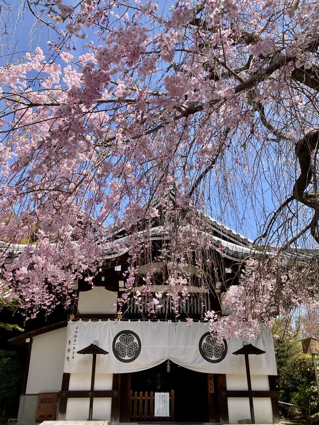 京都のお花見３日め、<br />本日はお釈迦様のお誕生日を翌日に控えた日曜日。<br />一足先に花まつりを開催する山科区の毘沙門堂に行き<br />午後は東山区で花御堂探しをしました。