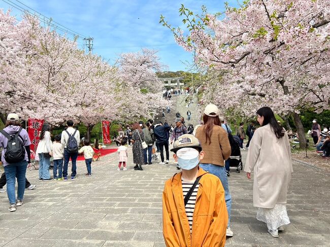 桜の名所・西公園へ孫と満開の桜・花見に行ってきました。