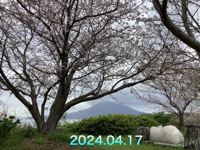 今年は桜の開花が昨年よりも2週間遅いです。ここの桜は他の所と比べると遅いのですが毎年４月の初めには咲くのですがこの時はまだ蕾の状態でした。<br />他の桜名所の桜が散る頃に咲き始めます。今週は天気が良くないので散る前に撮って見ました。見る限りではまだ咲いてない木もありしばらくは楽しめるかと思います。今は毎日家から桜を見ながら晩酌をしています。