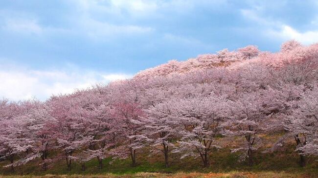 東秩父村の『虎山の千本桜』は山砂利の採石場跡地だった32ヘクタールを当初1000本の桜植栽が開始され、平成21年からは地域住人によるボランティアよって管理育成され現在は2000本以上の桜が咲く名所になったそうです。<br />　晴天の中、小高い丘を登って行くと山一面が桜に覆われ、ひな壇をゆっくり歩き満開の2Kmの桜トンネルをくぐると、桜色のシャワーに包まれます。すべての桜街道を散策するとビックリの５Kｍあるんだそうな。<br /><br />　桜のひな壇で「虎山弐千本桜のコスプレイベント」が開催されていてモデル+カメラマンの若い人たちが桜をバックに撮影していて賑やかでした。<br /><br />入場料は私有地を公開無料ですが、地元のボランティアの方々が交通整理をされて助かりました。入口に寄付￥100程度の寄付箱が設置されてましたので快くPost-In。<br />関越自動車道／嵐山小川ＩＣより約30分<br />会場期間：2024年3月29日～2024年4月14日(以降駐車場不可)<br />入場時間：9：00～16：00