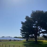 バスツアー2日目　ネモフィラと大洗磯前神社