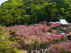 一心寺の八重桜　2024