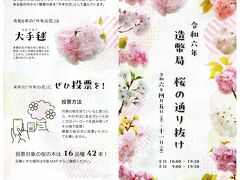 仕事帰りに造幣局桜の通り抜けへ　Ver.2024