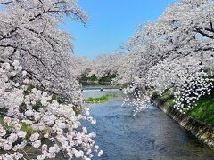 ☆さくらの名所百選　五条川の桜 2024 ☆　春の陽気に誘われて。。＜愛知県＞