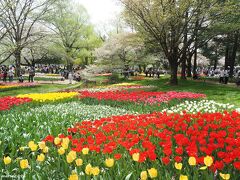 昭和記念公園のさくらとチューリップ