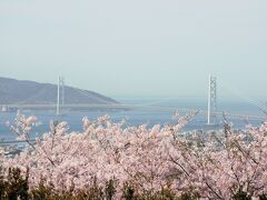 満開の須磨浦山上遊園の桜