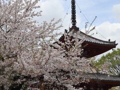 春の川越（前半）☆川越八幡宮・喜多院☆寿庵 喜多院店☆2024/04/12