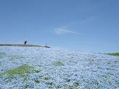 青空Xネモフィラは最高！ネモフィラカラーの臨時特急で行く「ひたち海浜公園」の花々に囲まれるひと時。