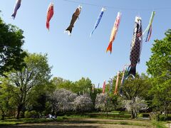 世田谷の春　2024（次大夫堀公園と光伝寺）