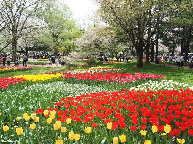 昭和記念公園へさくらとチューリップを楽しみに出掛けました。<br />カラフルなチューリップと桜の花吹雪を一緒に楽しめました。<br /><br />前日にNHKニュースで昭和記念公園が紹介されていたこともあり、凄い人でした。