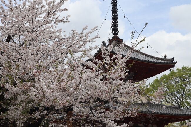 ２０２３年の七福神巡りで川越を訪れた時、１月8日までは、喜多院客殿の見学ができませんでした。そこで、喜多院客殿の三代将軍徳川家光「誕生の間」、書院の春日局が使用していた「化粧の間」、遠州流庭園の「紅葉山庭園」を見るため、川越へ出かけました。<br />まだ、桜も楽しめる川越でした。<br /><br />春の川越（後半）☆川越氷川神社・新河岸川の桜・川越まつり会館☆クラ カフェ☆2024/04/12<br />https://4travel.jp/travelogue/11897862<br /><br />☆2023年の川越<br />小江戸川越七福神めぐり（前半）☆妙善寺～成田山☆2023/01/06<br />https://4travel.jp/travelogue/11802441<br /><br />小江戸川越七福神めぐり（前半）☆妙善寺～成田山☆2023/01/06<br />https://4travel.jp/travelogue/11802441