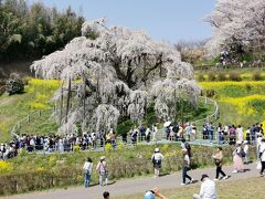 満開の三春の滝桜