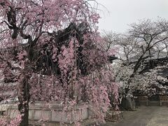 花を愛でる寺社巡り