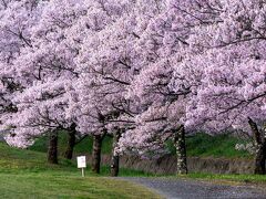 桜名所