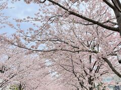 春の箱根へ　箱根のお宿が外国人ばかりで驚きました