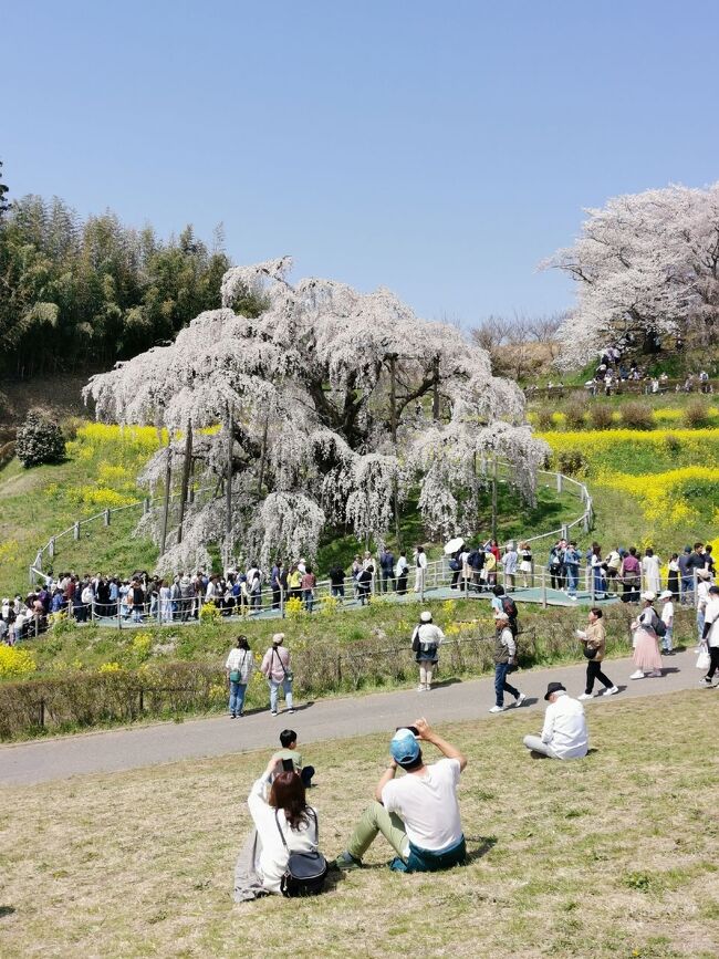 日本三大桜のひとつ、三春の滝桜が満開とのこと。日曜日だし、行ってみるか！と旅立ちました。天気も良いし、桜も満開でした。重い腰を上げて、行けば行けるもんだな！なんて思ったりしました(笑)。