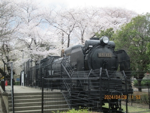 柏市・流山市の桜名所・2024年