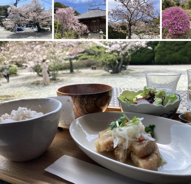 ここ数年に比べ、開花が遅い今年の桜ですが、4月に入りようやく満開の情報が聞こえてくるようになりました。<br /><br />私達も、平安神宮や散歩がてら近所の夜桜見物、そして造幣局の通り抜けと、1年の内数日しか見ることの出来ない桜を桜歌しております。<br />という事（何が？という突込みは置いといて）で、在庫過多で未だ未整理の、昨年の東京、軽井沢等を後回しにして、「桜」を最優先にさせて頂きます。<br /><br />近くに住みながら、行ってみたいと思いながらシーズンが終わってしまう満願寺の桜、今年も娘から送られてきた桜の写真をみて、気になっていた「お寺ごん」も食べたいしと、ダメ元で電話すると、運よく2席の予約が取れ、桜を身出ながらのランチタイムとなりました。<br /><br />天気にも恵まれ、青空に浮かぶ桜とお寺ごはん、凄く美味しく身も心もリラックスできました。<br />食事後は、甘味を頂きながら暫し桜を眺め、山本にある評判のパン屋さんに立ち寄り、有意義な一日となりました。<br /><br />◎2024年桜（3部作）備忘録<br />・桂文珍独演会から疎水・平安神宮の桜　＋KKR京都くに荘↓<br />https://4travel.jp/travelogue/11897656<br />・仕事帰りに造幣局桜の通り抜けへ　Ver.2024↓<br />https://4travel.jp/travelogue/11897316