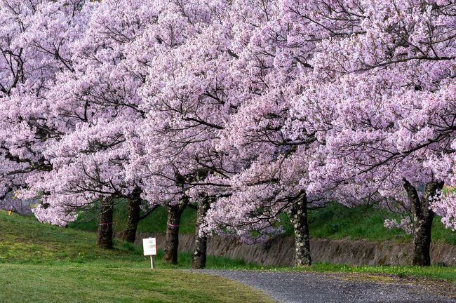 4月に入り、突然叔父の訃報が届き、重たい新年度始めでしたが、その中で、叔父夫婦がかつて訪れた高遠城址公園の桜が見事だったという話を思い出し、次の日曜日が満開で快晴の予報でもあり、急遽行ってみることにしました。<br /><br />初めての高遠城址公園は日本三大桜名所と言われるのも納得の想像以上の桜風景。高遠そばは食べられなかったけど、早朝から満開の美しい桜を堪能してきました。