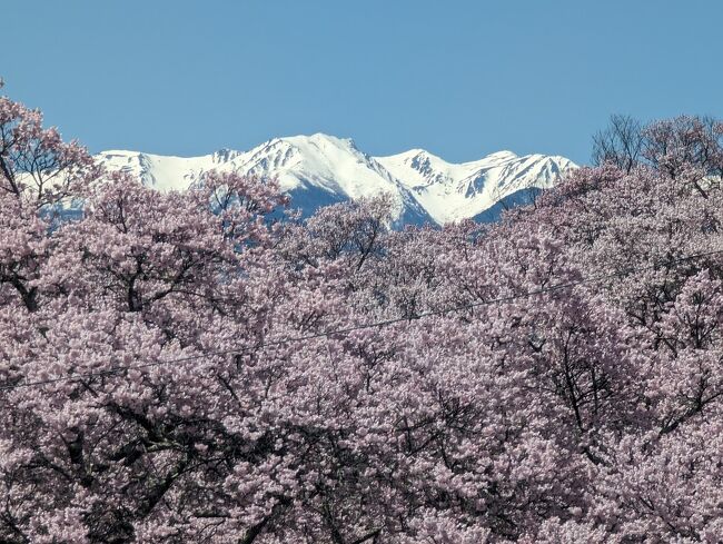 高遠城址公園の桜を見に行ってきました。<br />前日の開花状況は50％でしたが実際は70％を超えていたと思います。翌日には満開宣言が出ていました。<br />高遠の固有種タカトオコヒガンザクラは少しピンクぽくて大変きれいでした。<br />駐車場も平日なので簡単に止められ快適です。ただし国道に面した２１駐車場です。頂上の駐車場は渋滞していました。<br />昼はいっぱい出ている出店でたこ焼きを食べたりです。<br />帰り道の峠の茶屋で諏訪湖を見下ろしながらうどんを食べました。