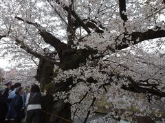 奈良県の桜紀行、宇陀の又兵衛桜と佐保川の桜並木