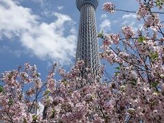 スカイツリーで遅咲きの桜　2024