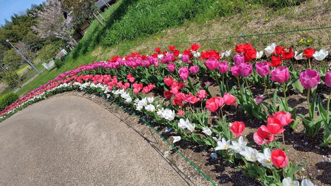 桜の花見も終盤。良い天気に恵まれ、人も桜もチューリップも満開！<br />大阪府営の山田池公園、整備されて立派な公園になった。一日中のんびり出来る。いつもは遭遇するにゃんこたちは昼寝か見なかったのが寂しかった。