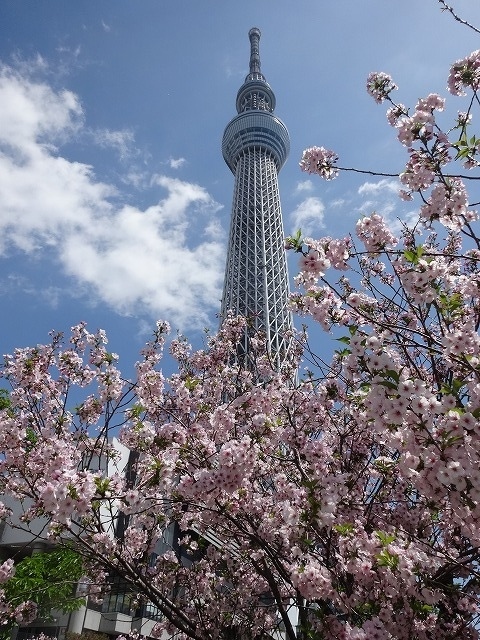 スカイツリーと遅咲きの桜を堪能？