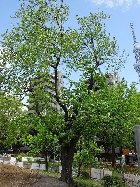 隅田公園で遅咲きの桜です。満開でちょうどいい感じですが公園を改修中だったのが残念。<br /><br />かなりゆったりした感じになりそうだが、個人的には昔の状態の方がよかった<br /><br />目的の桜を探すのは楽になったがなんかさみしい気分でかえって来ました。<br /><br />今回犬桜の様子を確認に行ったのだがまだ咲くのには時間がかかりそう。<br /><br />表紙の写真が犬桜の木です