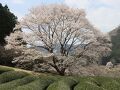 竹原の淡墨桜～根尾谷淡墨桜の苗が植えられて