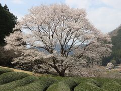 竹原の淡墨桜～根尾谷淡墨桜の苗が植えられて