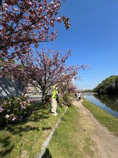 八重桜が咲き始めた大濠公園にタコス・ランチして行ってきました。