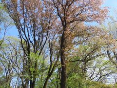 森のさんぽ道で見られた山桜