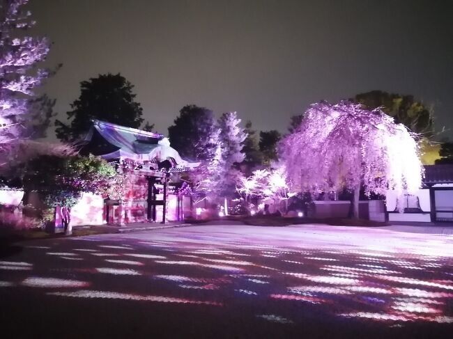 京都と奈良に5日6日で桜を見に行ってきました。2024年は暖冬で3月21日頃の開花予想でしたが寒い日が続き京都の開花日は3月29日となり近年では遅めの開花でした。前半はグルメメインに切り替えてピンポイントで咲いてる桜を見て、後半は開花が進んだ桜を見てきました。<br /><br />★旅行記１０のルート <br />円山公園（祇園しだれ桜）→知恩院（春のライトアップ）→八坂神社→高台寺（春の夜間特別拝観）<br /><br />----------------------------------------------------------------------<br />１日目　2024年3月28日（木）<br />１．東京～京都（京都駅大階段桜バージョン見学）<br />----------------------------------------------------------------------<br />２日目　2024年3月29日（金）<br />２．京都（小川珈琲モーニング～大豊神社～山元麺蔵）<br />３．京都（六角堂～京都御苑～本満寺～水火天満宮～平野神社）<br />４．京都（二条城 NAKED桜まつり 2024）<br />----------------------------------------------------------------------<br />３日目　2024年3月30日（土）<br />５．京都（京菜味のむら～大極殿本舗～THE CITY BAKERY）<br />６．<br />７．<br />----------------------------------------------------------------------<br />４日目　2024年3月31日（日）<br />８．奈良（工場跡事務室のモーニング～春日大社～ほうせき箱）<br />９．京都（前田珈琲 明倫店～然花抄院～祇園白川散策）<br />10．京都（円山公園～知恩院～八坂神社～高台寺）←★今ここ<br />11．京都（産寧坂～subaの立ち食い蕎麦）<br />----------------------------------------------------------------------<br />５日目　2024年4月1日（月）<br />12．京都（八坂の塔～二年坂～産寧坂～円山公園～平安神宮）<br />----------------------------------------------------------------------<br />６日目　2024年4月2日（火）最終日<br />16．奈良（興福寺～氷室神社～奈良公園～東大寺）<br />18．京都（満開の醍醐寺の桜）<br />19．京都（ミスター・ギョウザ～東寺の夜桜ライトアップ）