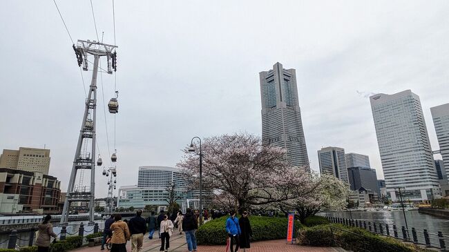 2024年４月上旬、横浜みなとみらいの桜鑑賞の散策。