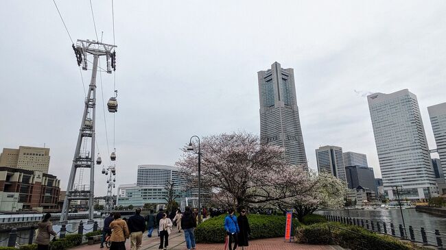 2024年4月上旬、横浜みなとみらいの桜鑑賞の散策。