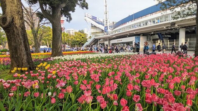 2024年４月中旬、横浜スタジアムのチューリップ鑑賞等巡り。<br /><br />この時期の横浜では、チューリップの花がちょうど旬で見応えに期待し、主に横浜公園のチューリップを鑑賞しに横浜を散策。<br /><br />横浜では、「ガーデンネックレス横浜」のシーズンで、横浜公園に加え、マスコットキャラ「ガーデンベア」のオブジェがある象の鼻パーク、新港中央広場にも巡りました。