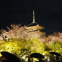 関西ぶらり旅（４）東寺の夜桜ライトアップ＆ディナーは鴨しゃぶと東寺揚げ♪来てよかった！！